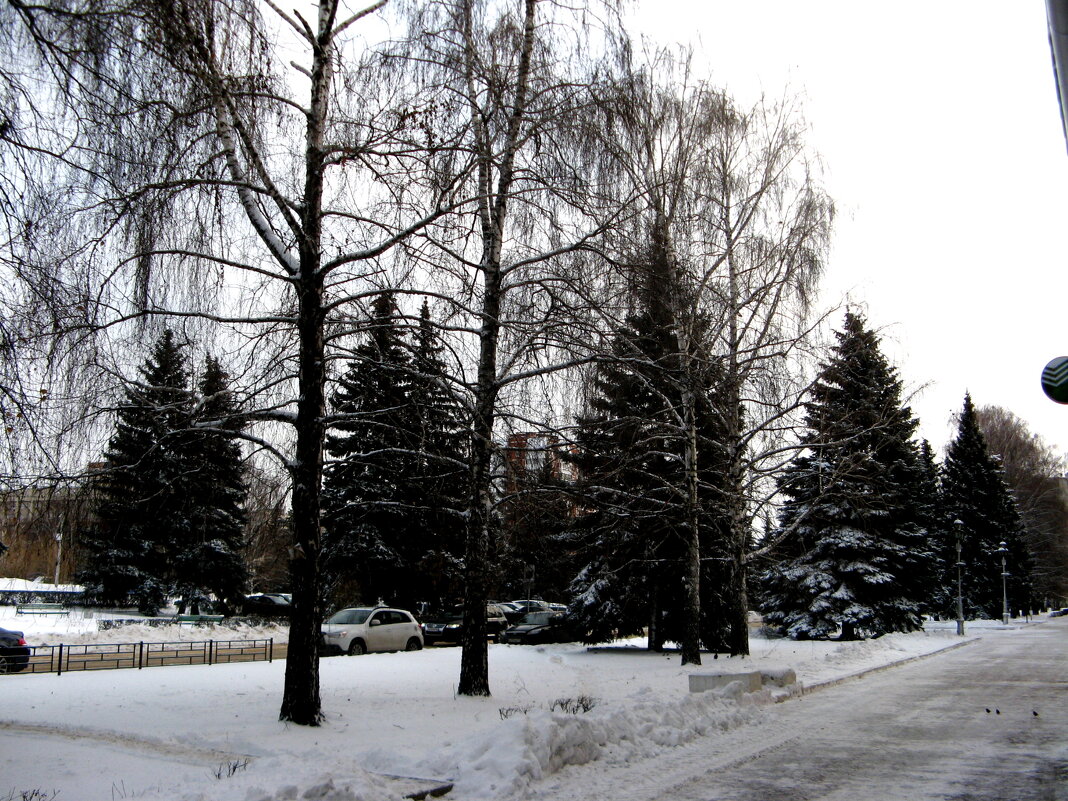 Вот такие ели у нас в городе растут! - Нина Колгатина 