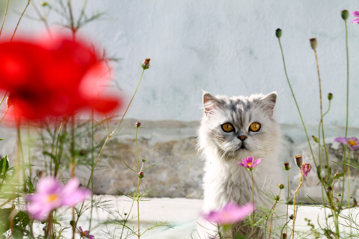 Монастырский кот - Марина Мамаева