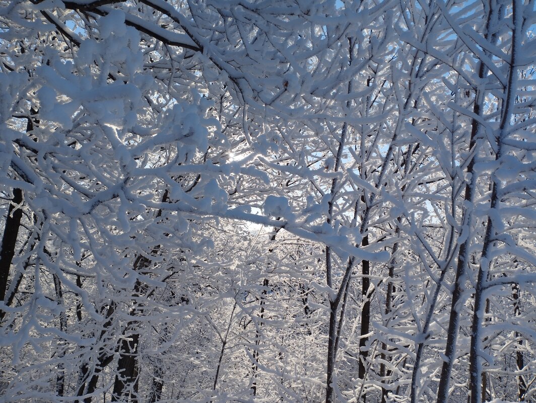Зимний сад, зимним сном деревья спят - Павел Петров