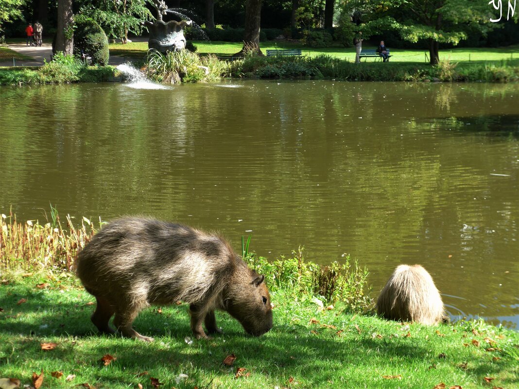 Капибара (Capybara) - Nina Yudicheva