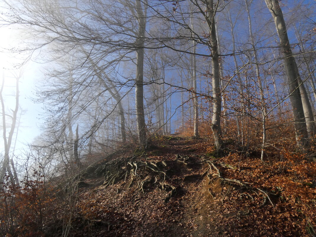 Лес и гора - Heinz Thorns