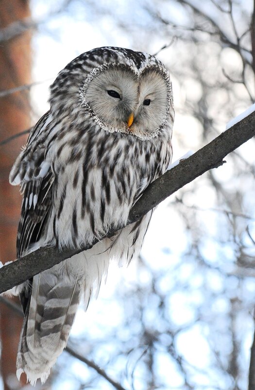 Длиннохвостая неясыть(Strix uralensis)        - Иван 