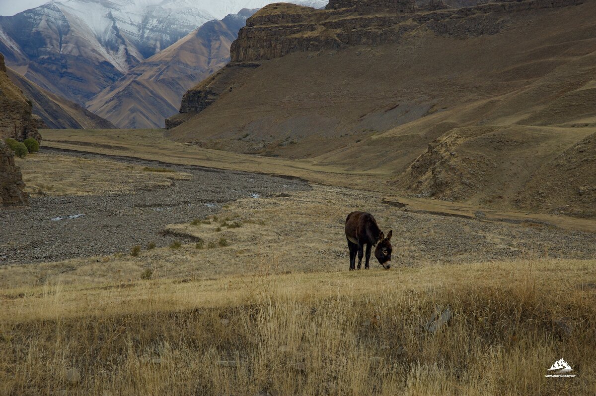 Одинокий ослик напротив одинокого фотографа - Дмитрий Сарманов