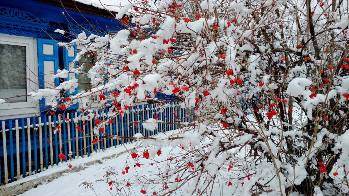 яркий контраст зимних цветов - Александр Прокудин