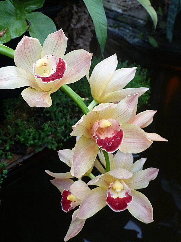 Орхидея - Лидия Бусурина