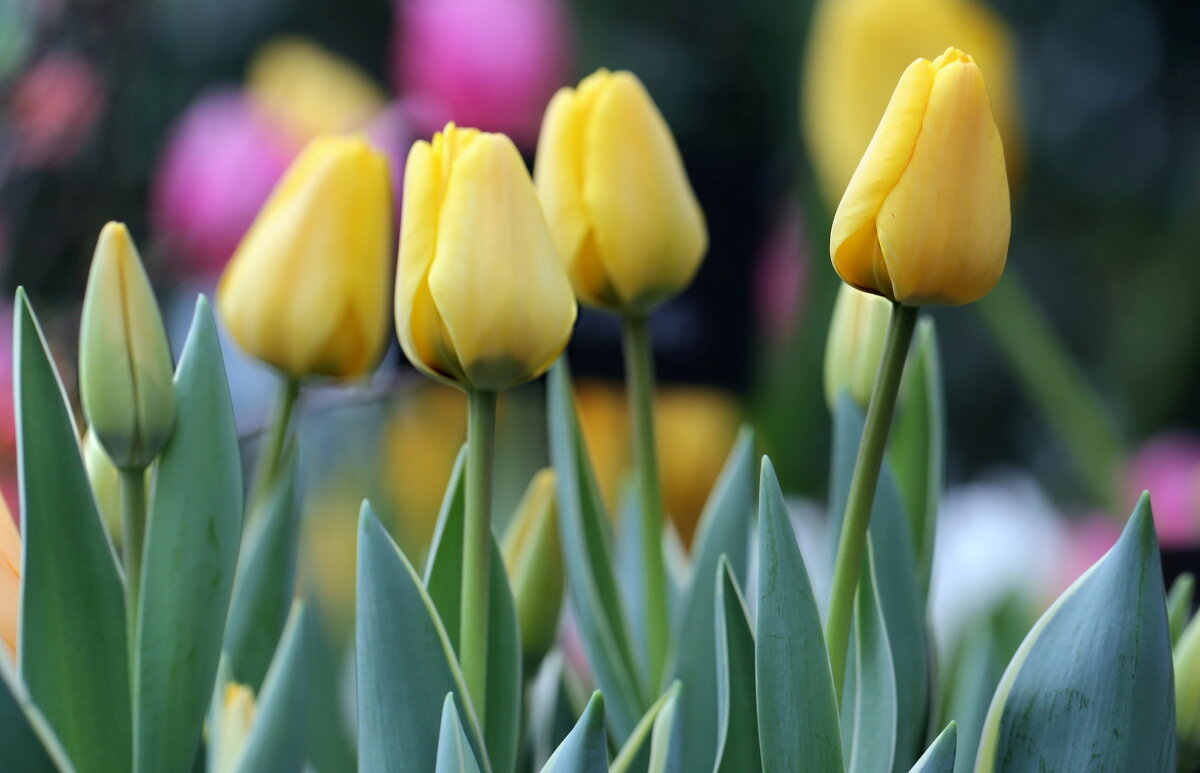 Желтые тюльпаны - ZNatasha -