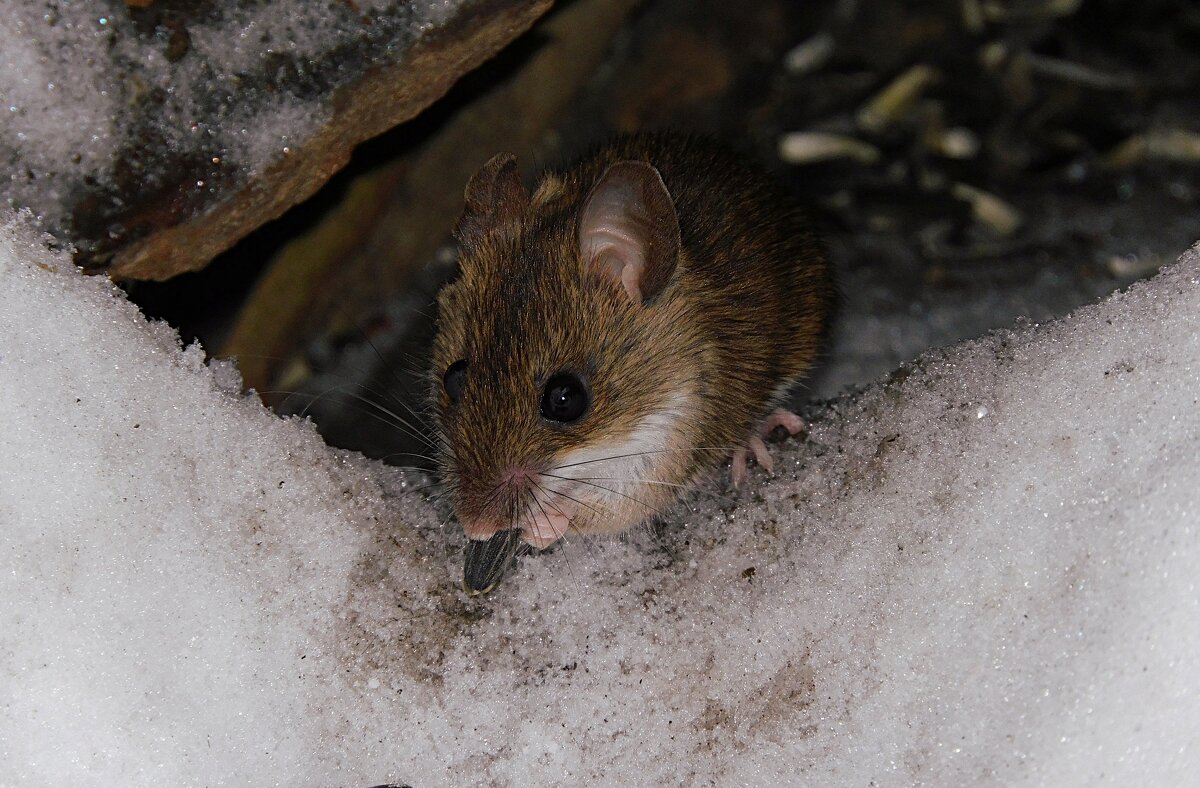 Малая лесная мышь - Лина 