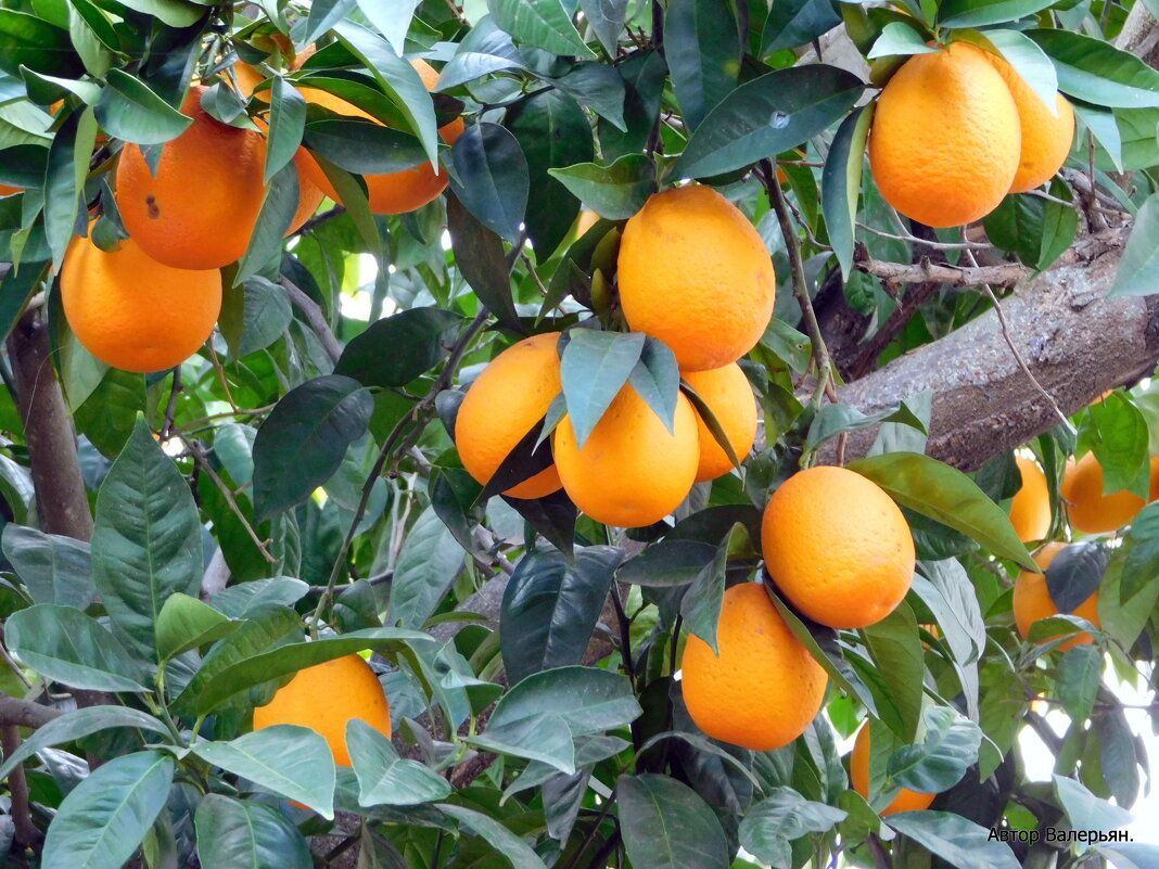 Апельсины на дереве. - Валерьян Запорожченко