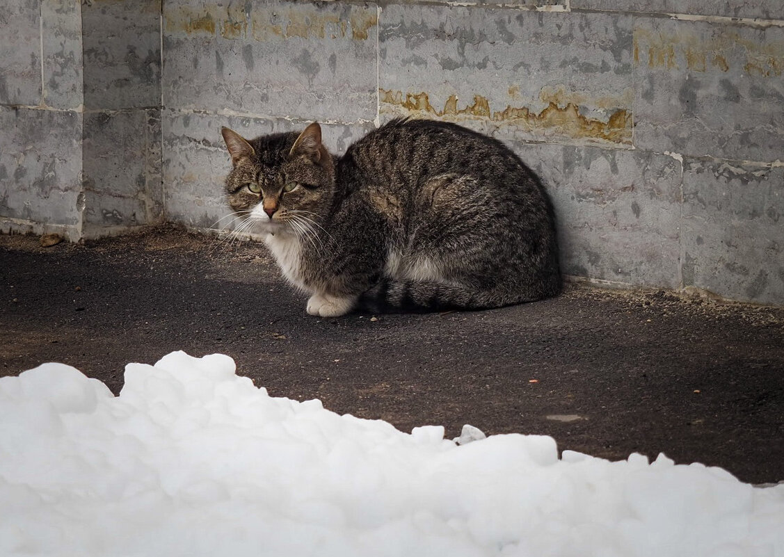 Лаврский кот - Магомед .