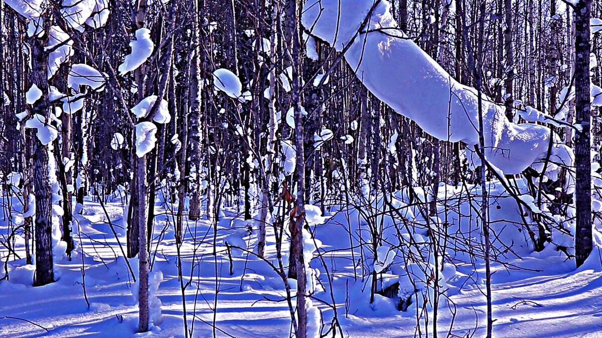 В февральской тайге полно снежных колобков! - Владимир 