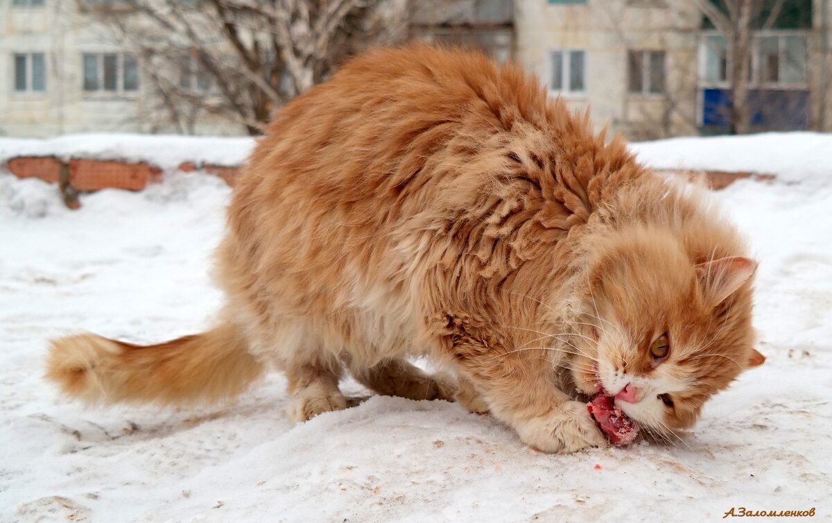 Не всё коту Маслница! :-) - Андрей Заломленков (настоящий) 