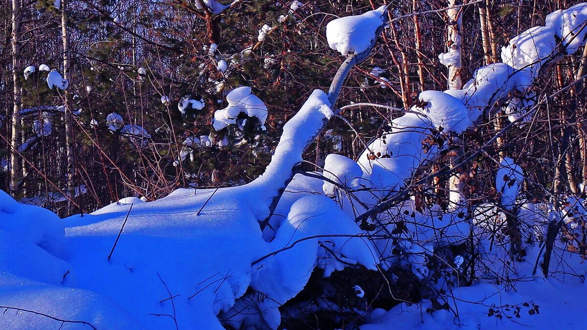 Февраль...Таежные дебри! - Владимир 