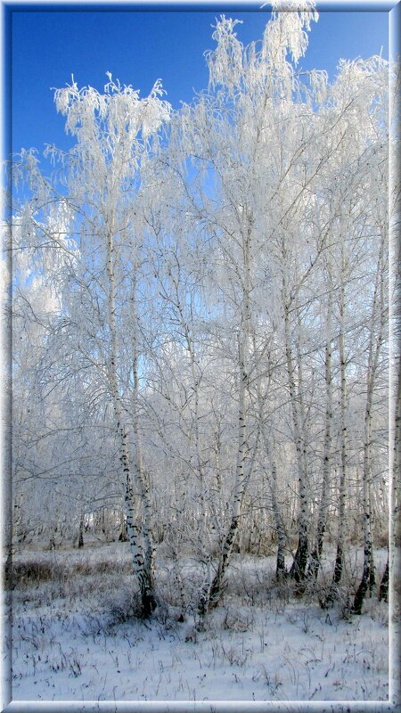 Зимний лес - Владимир 