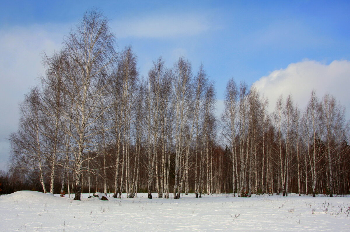 Март в  березовом лесу - Нэля Лысенко