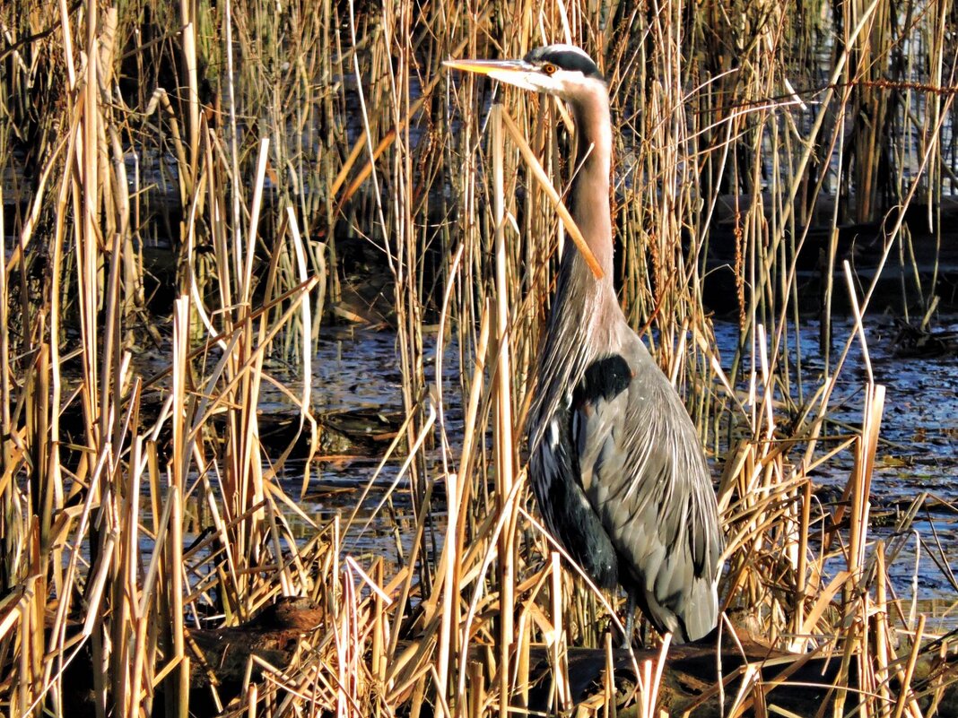 Canadian Blue Heron - Vlad Dega aka Sashka Х