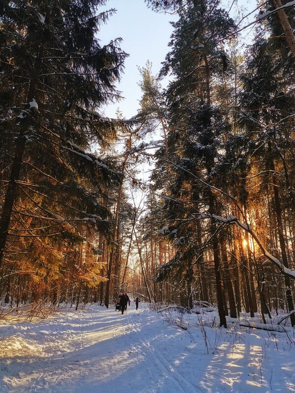 Солнечный зимний день в лесу - Настя Хомастя