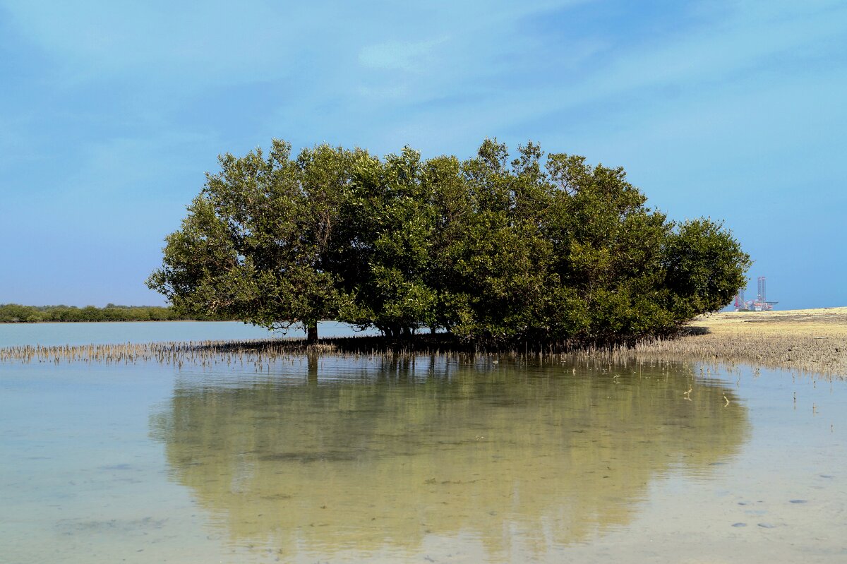 Остров Син бари яс. деревья в воде - Gal` ka