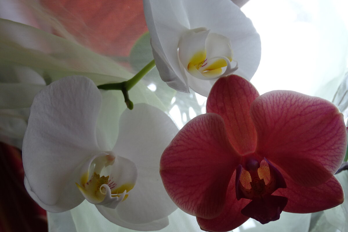 в зимний день цветут они - орхидеи - Anna-Sabina Anna-Sabina