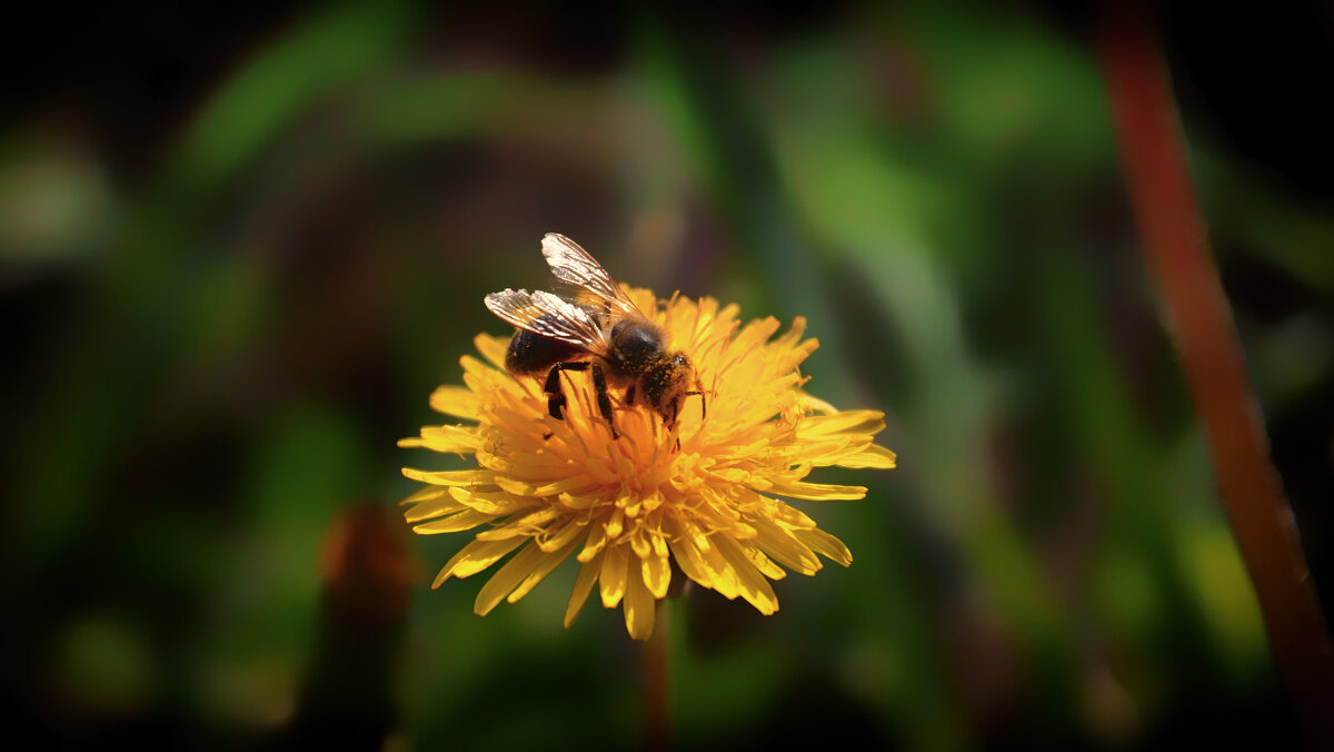 Пчела на солнышке - Татьяна Маркова