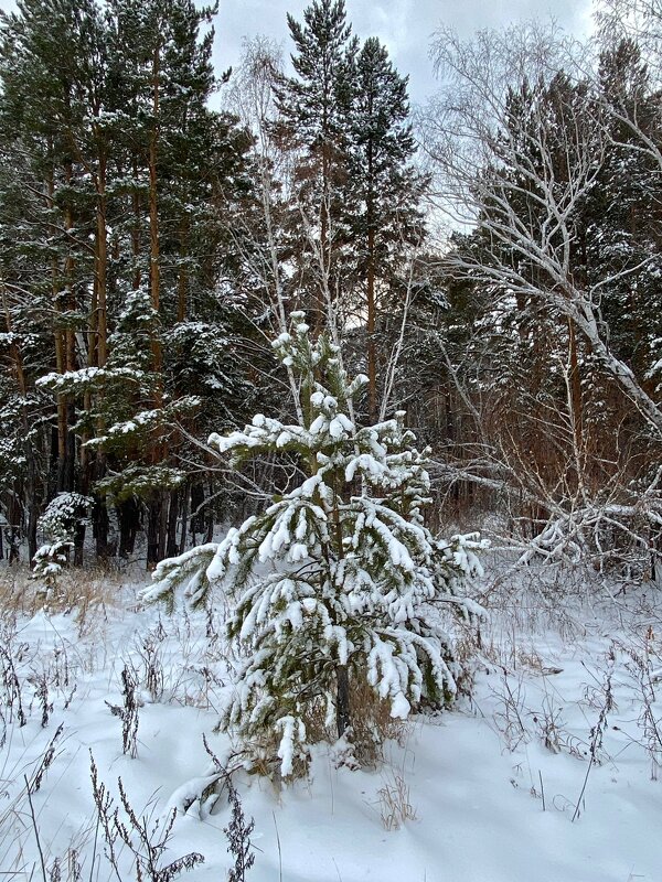 Зимний лес - Нина Колгатина 