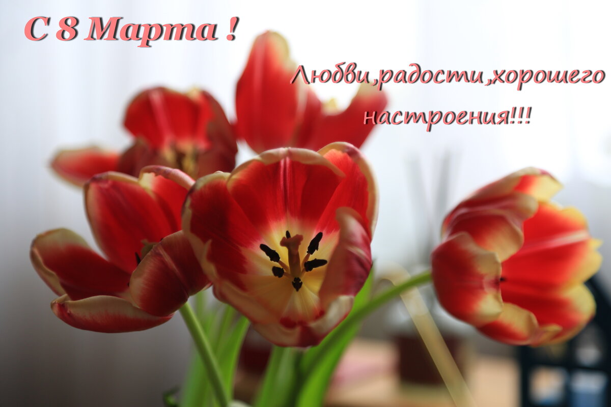 Прекрасных дам с праздником Весны ,любви и  женского очаровния! - Ninell Nikitina