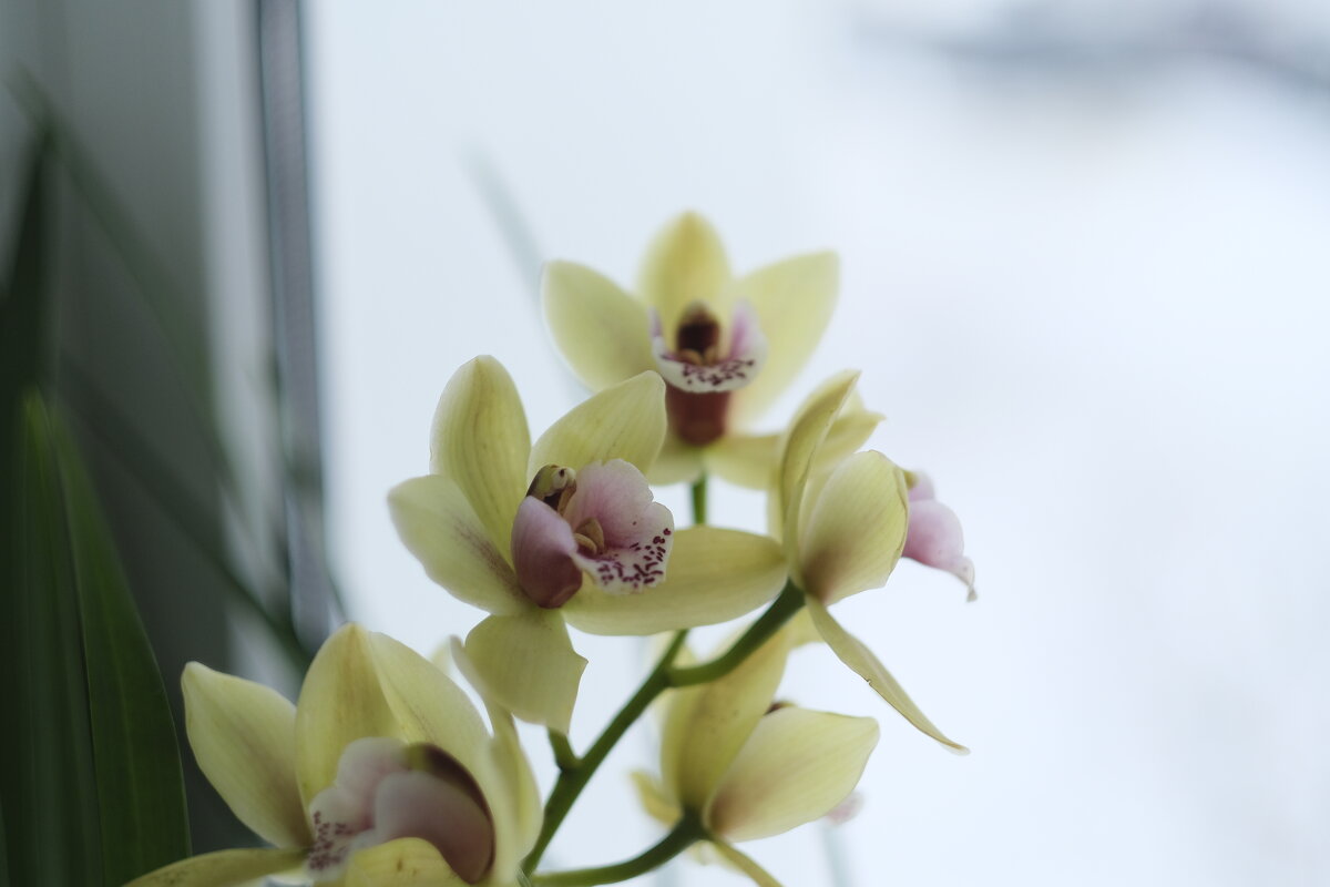 Орхидея на окне - esadesign Егерев