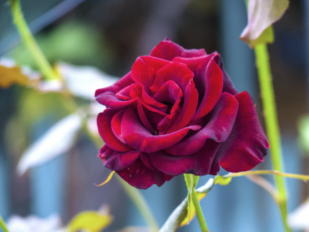 Мир  цветов  ,бархатная  роза - Валентин Семчишин