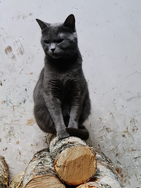 Кошка на дровах. - Ольга Довженко