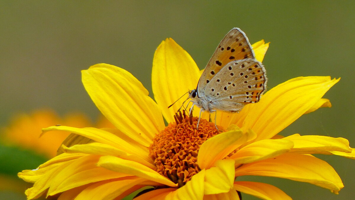 бабочки и цветы  1 - Александр Прокудин