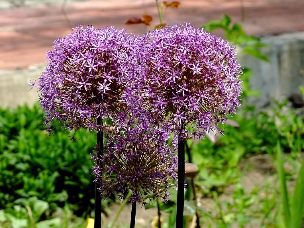 Луковый салют - Фёдор Меркурьев