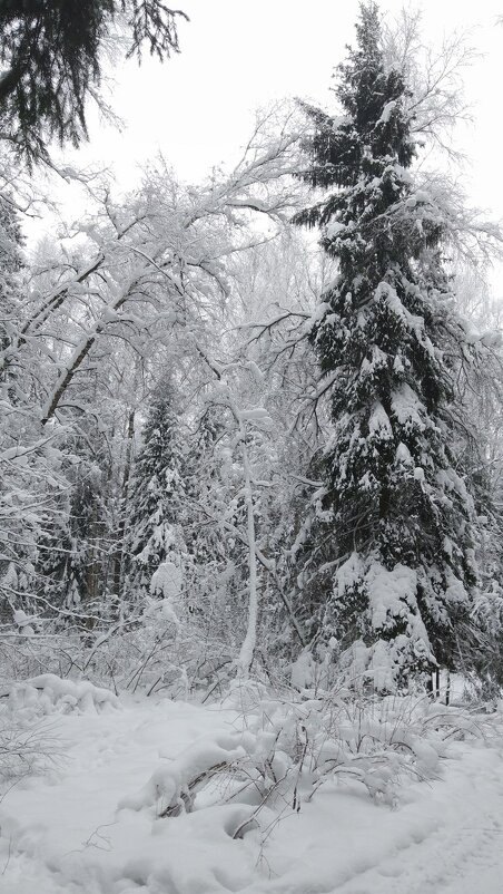 В зимнем лесу - Ольга Григ