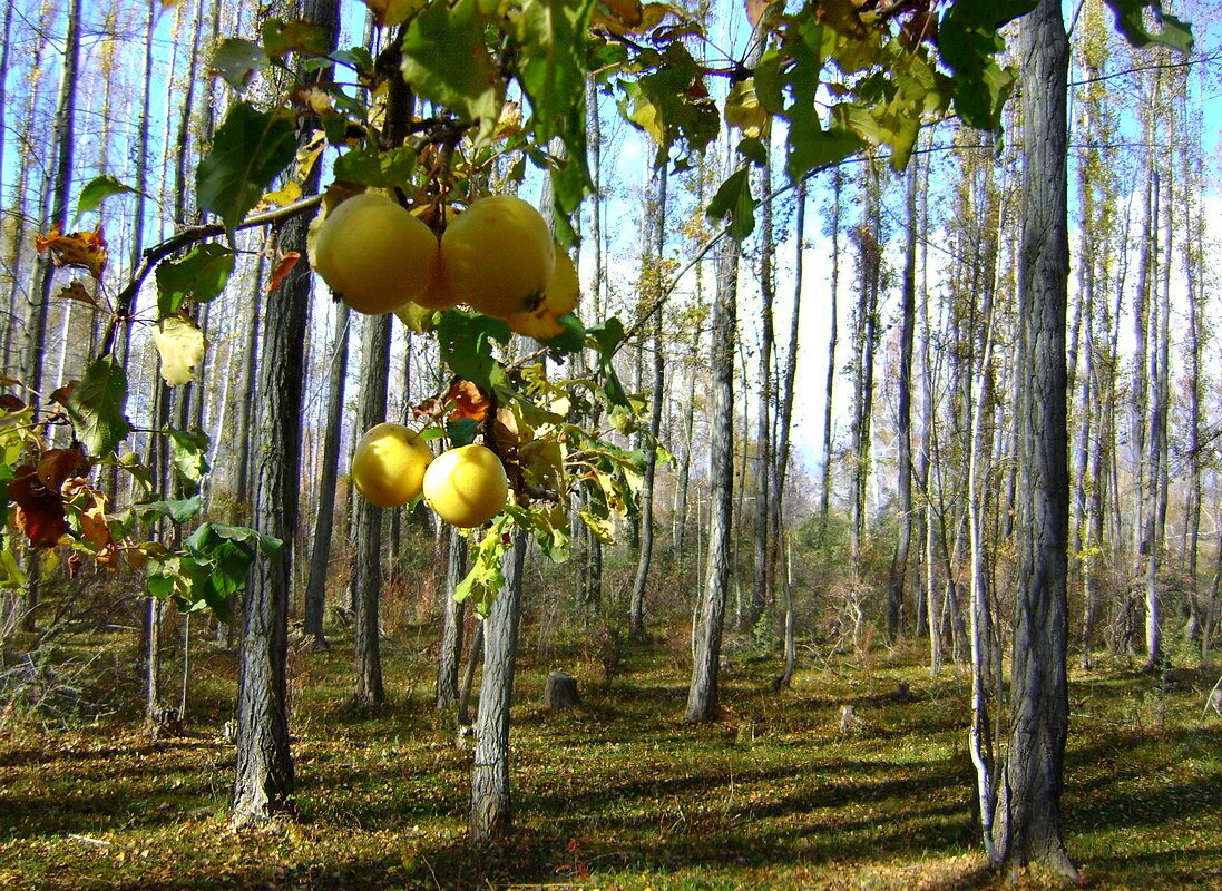 Яблоки в лесу - alers faza 53 