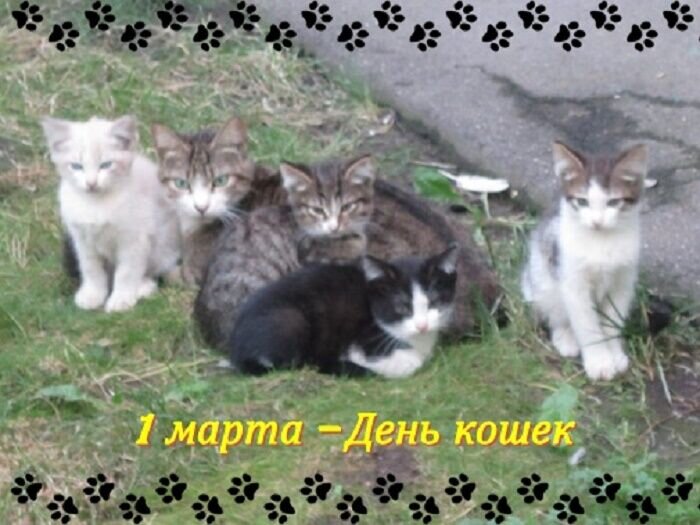 1 марта. День кошек - Дмитрий Никитин
