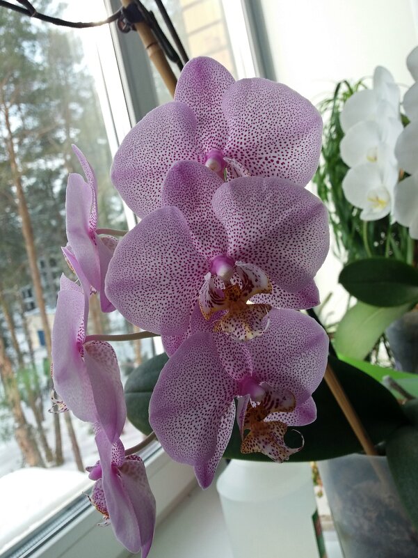 Орхидеи - Galina Solovova