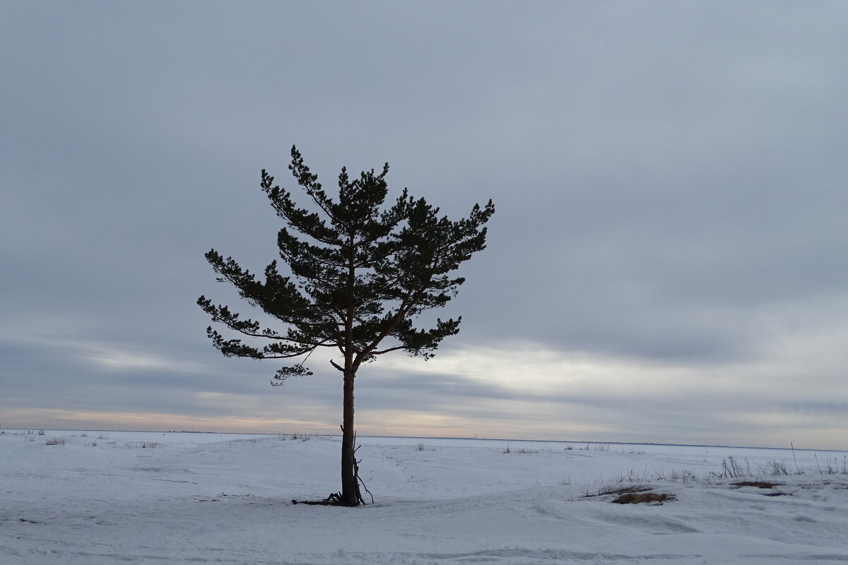 Одинокое дерево на берегу финского залива! - Anna-Sabina Anna-Sabina