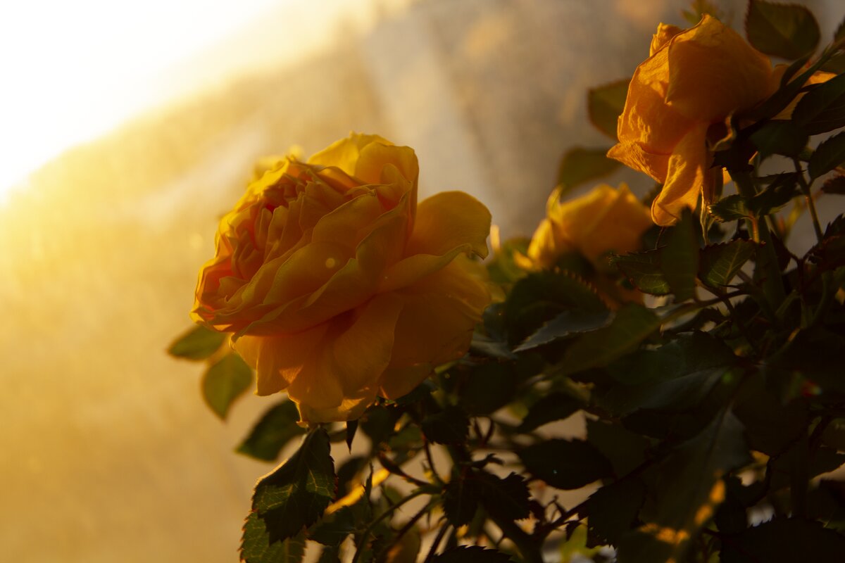 Yellow rose and yellow world - First Photenix