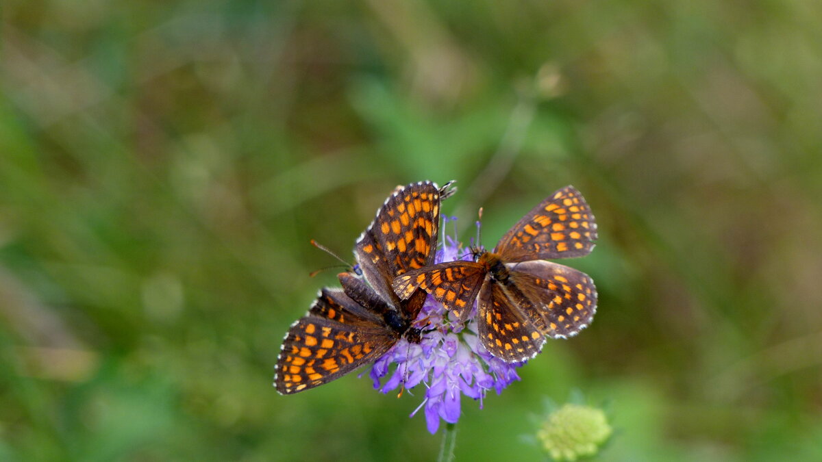 бабочки и цветы 36 - Александр Прокудин