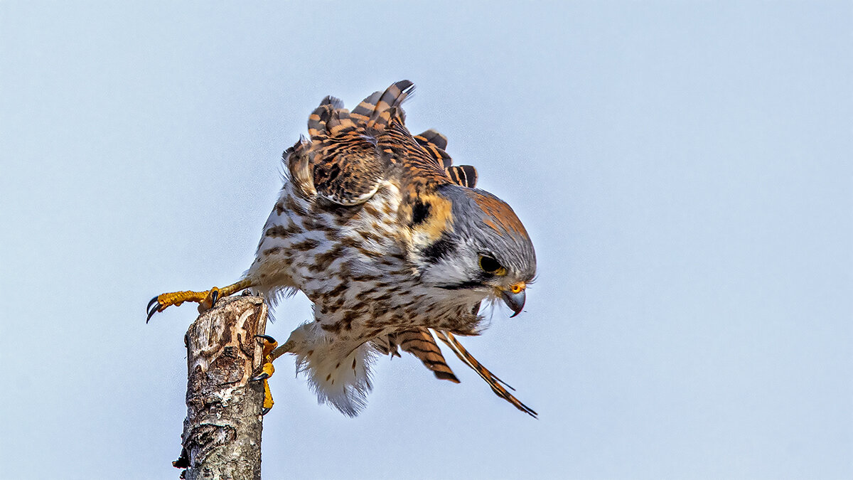 American kestrel - Petr @+