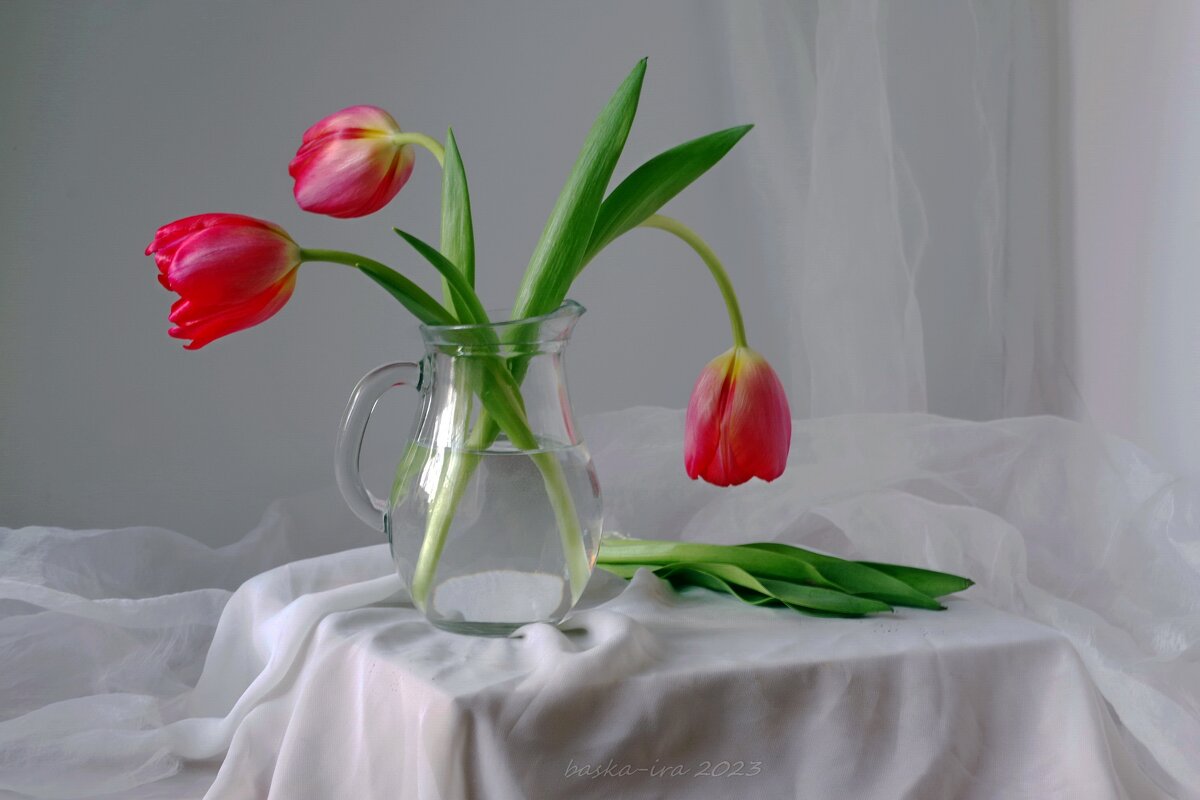 Тюльпаны к празднику - Ирина Баскакова