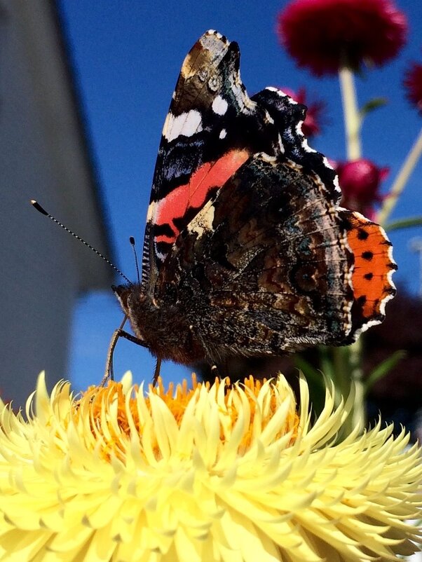 Бабочка на цветке - Васютина Алена (Студия ZaFoto г.Нальчик) 
