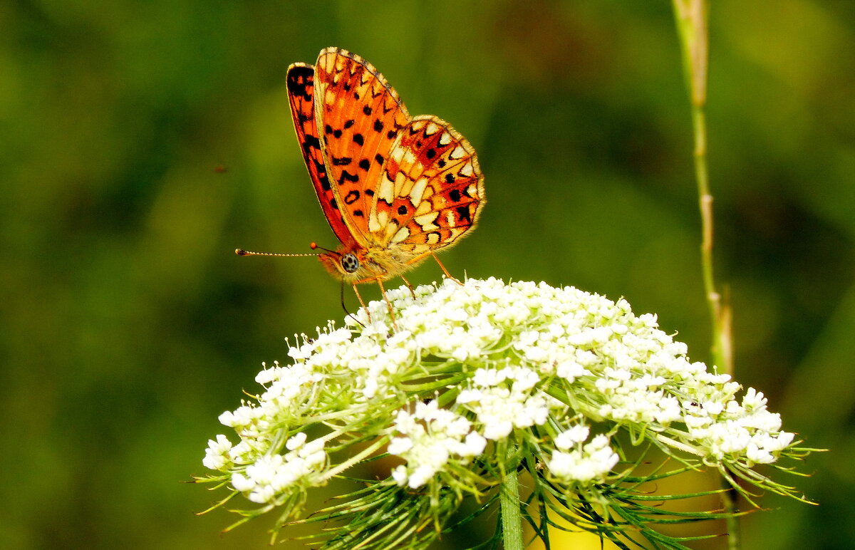 бабочки и цветы 59 - Александр Прокудин