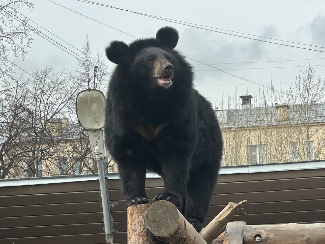 Уссурийский медведь - <<< Наташа >>>