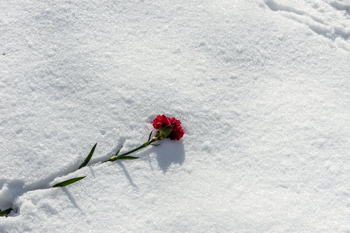 ყვავილი თოვლზე - Валерий Иванович