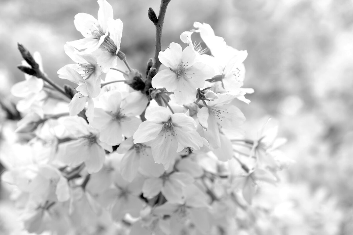 Япония, запечатлеть красоту цветущей сакуры - wea *