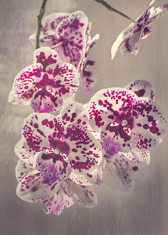 Орхидея - Svetlana Galvez