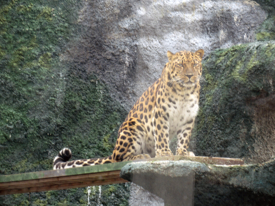 Дальневосточный леопард - <<< Наташа >>>