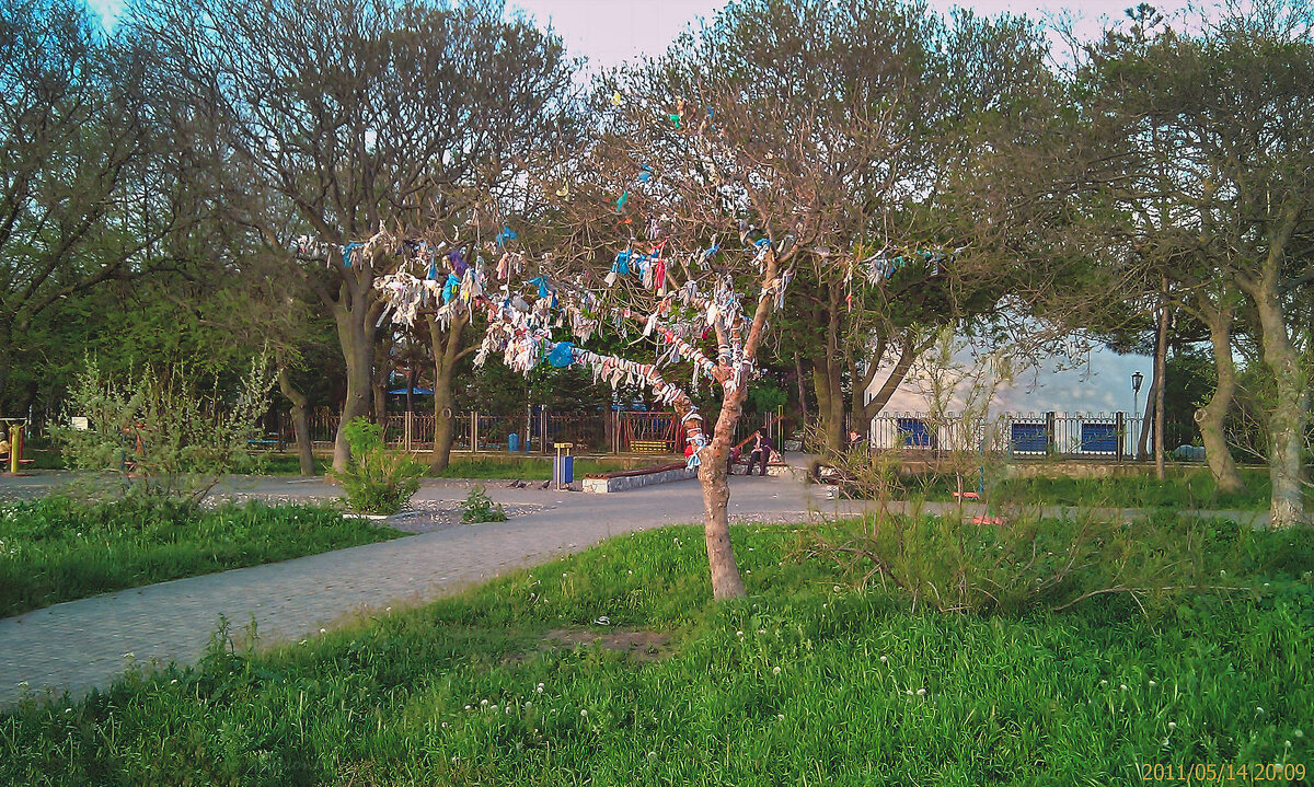 The wish tree - SafronovIV Сафронов