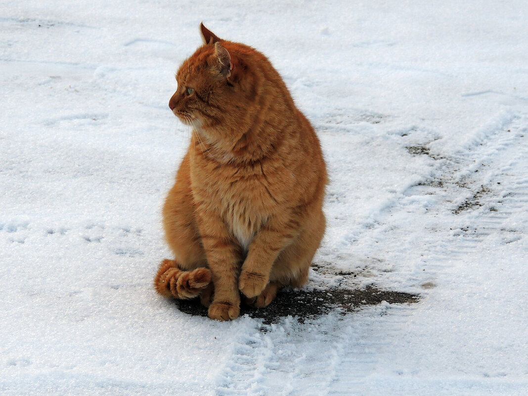 кошка на прогулке у храма - Александр Качалин
