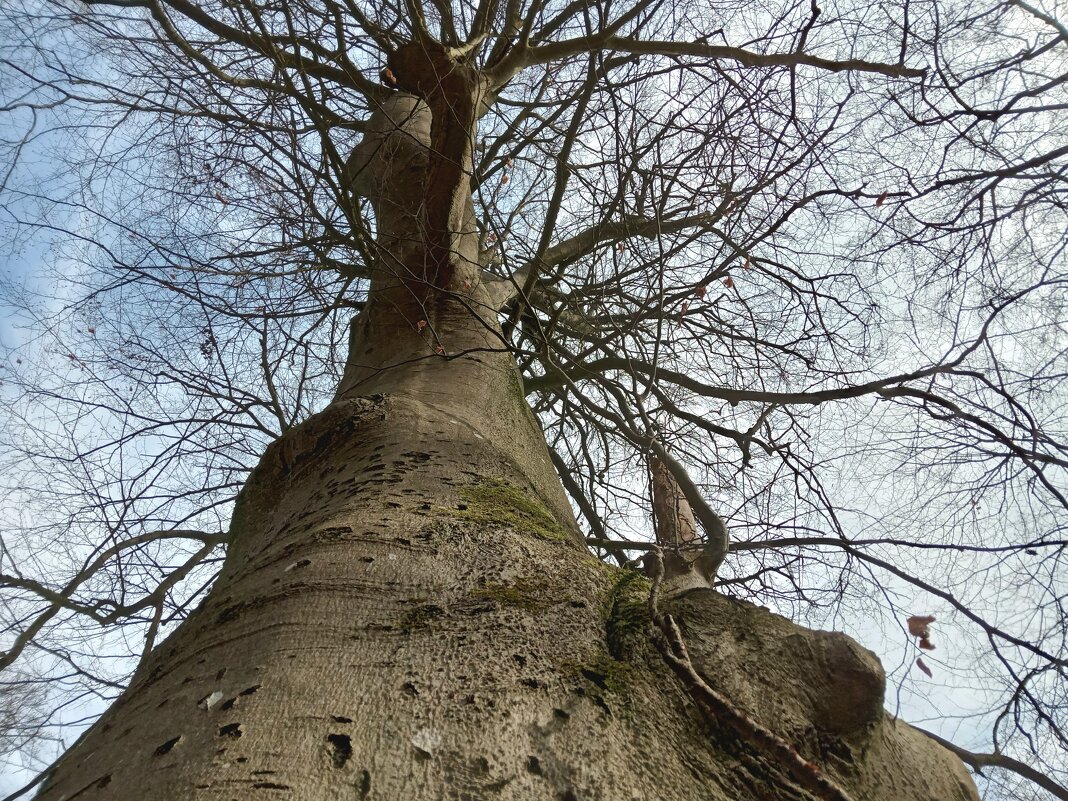 корни деревьев - Heinz Thorns