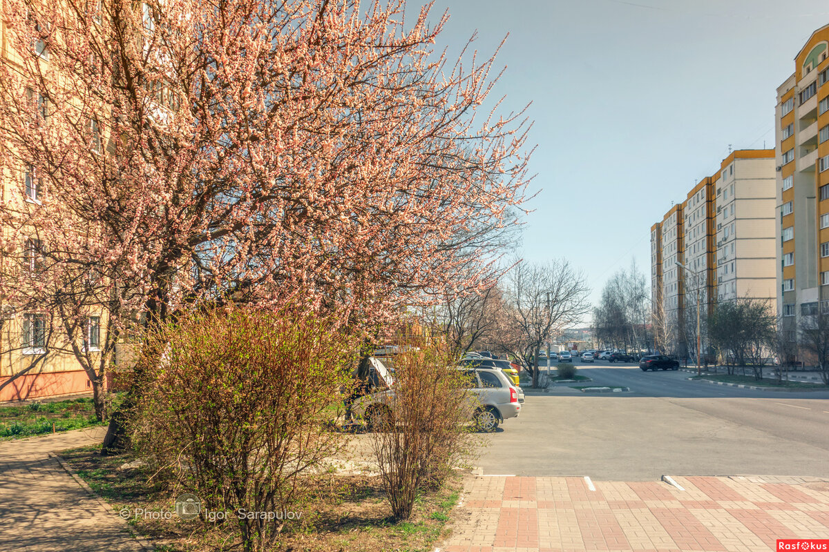 Цветущий апрель в Белгороде - Игорь Сарапулов